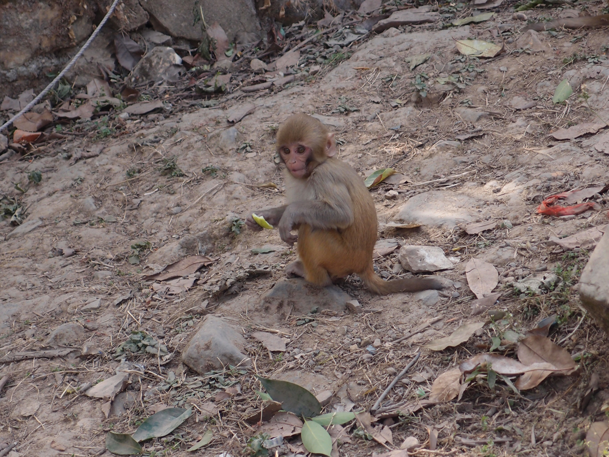 2018-01-14 13 Uhr - Am Tempel (Audio, Foto) 